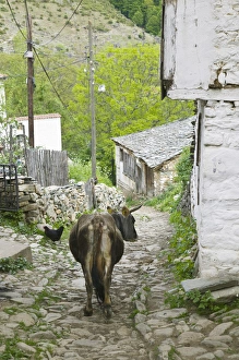 Images Dated 10th May 2007: MACEDONIA, Pelister National Park, Maloviste Village. Old Vlach mountain village-cow (NR