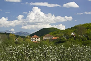 MACEDONIA, Svinista. Fruit Growing Village and Mountains