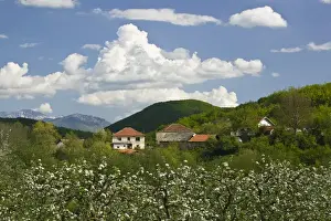 Macedonia Prints: MACEDONIA, Svinista. Fruit Growing Village and Mountains
