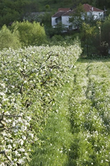 Images Dated 10th May 2007: MACEDONIA, Svinista. Fruit Trees / Springtime