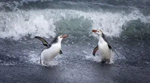 Bonding Prints: Macquerie Island, Australia. A pair of Royal penguins come ashore