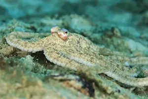 Diving Prints: Macro photograph of an Atlantic Longarm Octopus near the Blue Heron Bridge, Palm Beach
