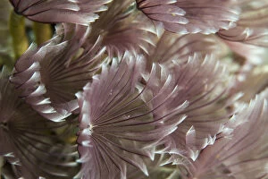 Bahamas Collection: Macro photograph of Caribbean Feather Duster Tube Worms on a coral reef near Staniel Cay
