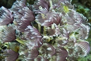 Exuma Collection: Macro photograph of Caribbean Feather Duster Tube Worms on a coral reef near Staniel Cay
