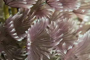 Snorkeling Prints: Macro photograph of Caribbean Feather Duster Tube Worms on a coral reef near Staniel Cay