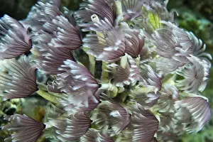 Snorkeling Prints: Macro photograph of Caribbean Feather Duster Tube Worms on a coral reef near Staniel Cay