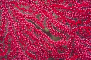 Gorgonian Prints: macro view of gorgonian sea fan