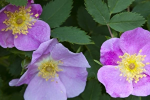 Wild Flower Prints: Macro of wild rose flowering