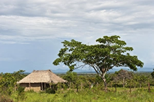 Images Dated 6th August 2009: Macushi people Yupukari village Savannah, Rupununi GUYANA South America