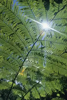 Detailed Prints: Madagascar, Amalanazaotra (Perinet) tree ferns in highland rainforest