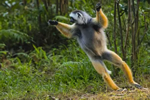 Madagascar, Andasibe, Vakona Lodge, Lemur Island. Diademed sifaka (Propithecus diadema