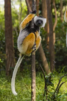 Images Dated 25th August 2019: Madagascar, Andasibe, Vakona Lodge, Lemur Island. Diademed sifaka (Propithecus diadema