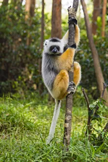 Images Dated 25th August 2019: Madagascar, Andasibe, Vakona Lodge, Lemur Island. Diademed sifaka (Propithecus diadema