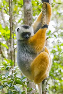 Images Dated 25th August 2019: Madagascar, Andasibe, Vakona Lodge, Lemur Island. Diademed sifaka (Propithecus diadema