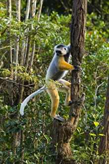 Images Dated 25th August 2019: Madagascar, Andasibe, Vakona Lodge, Lemur Island. Diademed sifaka (Propithecus diadema