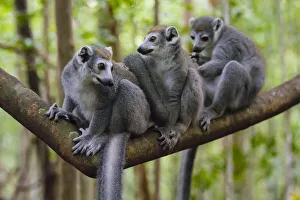 Togetherness Prints: Madagascar, Ankarana, Ankarana Reserve. Crowned lemurs