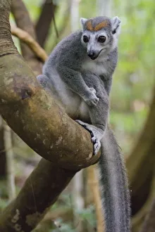 Images Dated 25th August 2019: Madagascar, Ankarana, Ankarana Reserve. Crowned lemur in a tree