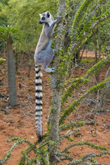 Images Dated 25th August 2019: Madagascar, Berenty, Berenty Reserve. Ring-tail lemur eating leaves from a Alluaudia