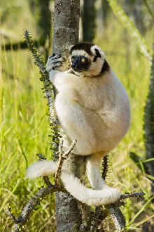 Madagascar, Berenty, Berenty Reserve. Verreauxs sifaka in a Alluaudia procera tree