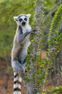 Images Dated 25th August 2019: Madagascar, Berenty, Berenty Reserve. Ring-tail lemur eating leaves from a Alluaudia