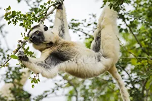 Images Dated 25th August 2019: Madagascar, Berenty, Berenty Reserve. Verreauxs sifaka eating leaves in a tree