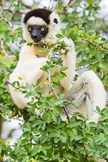 Images Dated 25th August 2019: Madagascar, Berenty, Berenty Reserve. Verreauxs sifaka eating leaves in a tree