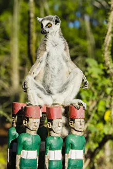 Images Dated 25th August 2019: Madagascar, Berenty, Berenty Reserve. Ring-tailed lemur warming itself in the morning