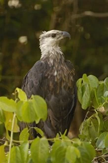 Images Dated 15th November 2005: Madagascar fish eagle