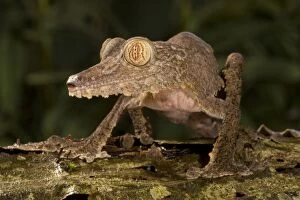 Madagascar Fringed Leaf-tail Gecko, Uroplatus fimbriatus, climbing up a moss covered tree