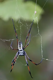 Arachnid Prints: Madagascar. Madagascar Golden Web Spider (Nephila madagascariensis). Famous for silk