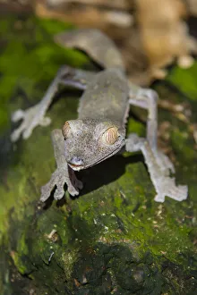 Images Dated 25th August 2019: Madagascar, Marozevo, Peyrieras Reptile Farm. Common leaf-tailed gecko Uroplatus