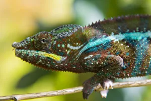 Images Dated 25th August 2019: Madagascar, Marozevo. Peyrieras Reptile Farm, panther chameleon