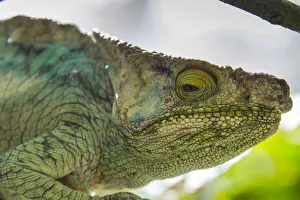 Images Dated 25th August 2019: Madagascar, Marozevo, Peyrieras Reptile Farm. Parsons chameleon