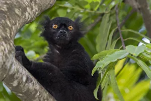 Madagascar Prints: Madagascar, Nosy Be (Big Island) off the northwest coast of mainland Madagascar