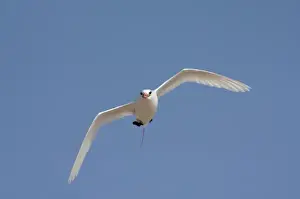 Images Dated 18th October 2009: Madagascar, Nosy Ve. Red-tailed Tropicbird (Phaethon rubricauda) in flight