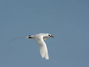 Madagascar, Nosy Ve. Red-tailed Tropicbird (Phaethon rubricauda) in flight