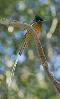Madagascar Paradise-Flycatcher, (Terpsiphone mutata), Male, Ankarafantsika National Park