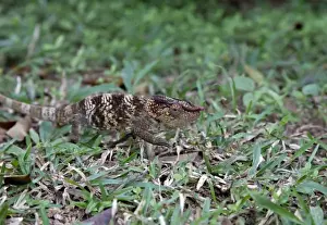 Images Dated 9th October 2009: Madagascar. A young Oustalets Chamelion (Furcifer oustaleti). Endemic