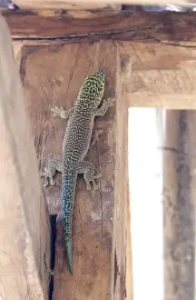 Images Dated 19th October 2009: Madagascar, Zombitsy Forest. Standings Day Gecko (Phelsuma standing), rare