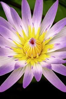 Nymphaeaceae Prints: Madame Ganna Walska water lily