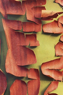 San Juan Prints: Madrona Trunk Detail, San Juan Island, WA
