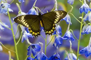 Images Dated 27th November 2014: Madyes Swallowtail Butterfly, Battus madyes buechi wings open
