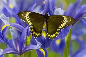 Greenish Prints: Madyes Swallowtail Butterfly, Battus madyes buechi wings open