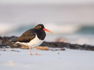 Kelp Prints: Magellanic Oystercatcher, Falkland Islands, Sea Lion Island