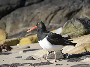 Magellanic Oystercatcher (Haematopus leucopodus), Falkland Islands, Carcass Island