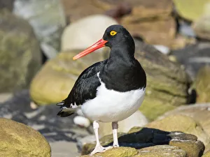 Images Dated 24th October 2017: Magellanic Oystercatcher (Haematopus leucopodus), Falkland Islands, Carcass Island