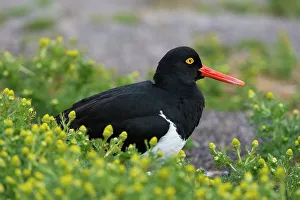 Lying Down Prints: A Magellanic oystercatcher, Haematopus leucopodus