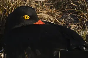 Shore Bird Prints: Magellanic Oystercatcher (Haematopus leucopodus) sitting on a nest on Sea Lion Island