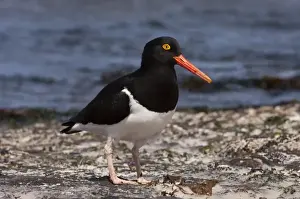 Images Dated 21st November 2007: Magellanic Oystercatcher (Haematopus leucopodus) West Falkland Island, Falkland Islands