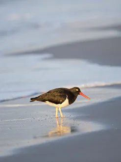 Beak Prints: Magellanic Oystercatcher, Sea Lion Island, Falkland Islands